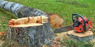 How Our Tree Care Process Works  in  Irving, TX
