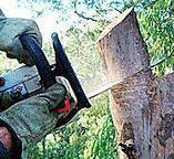 Best Tree and Shrub Care  in Irving, TX