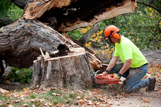 Best Soil Testing and Treatment  in Irving, TX