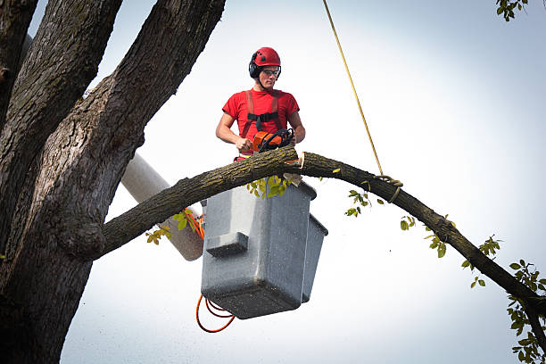 Irving, TX Tree Services Company